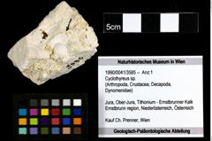Foto (Objekt + Etiketten) von Cyclothyreus sp. 